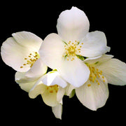 Delicate jasmine is one of Velouté's key notes
