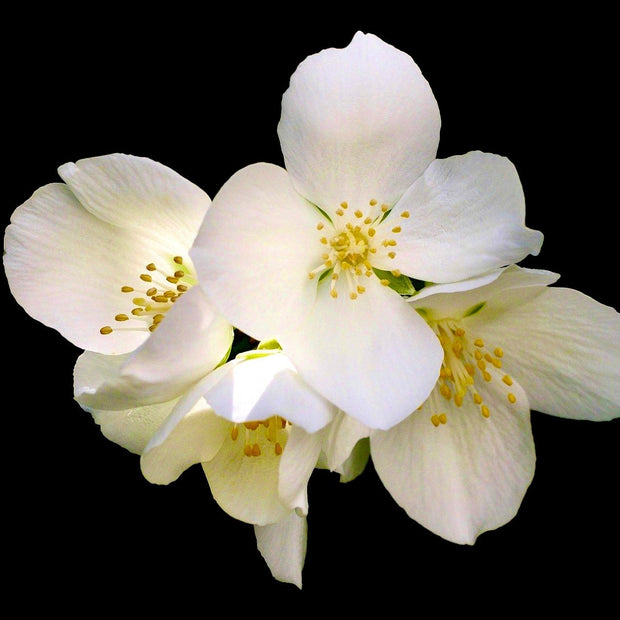 Delicate jasmine is one of Velouté's key notes