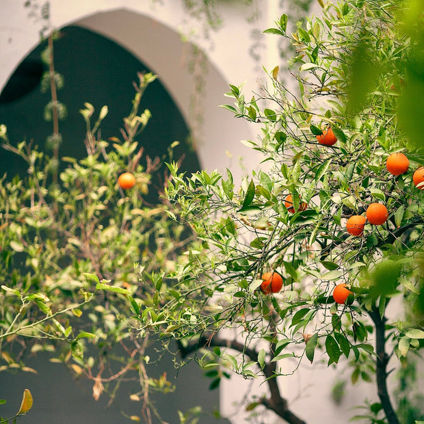 L'Orangerie